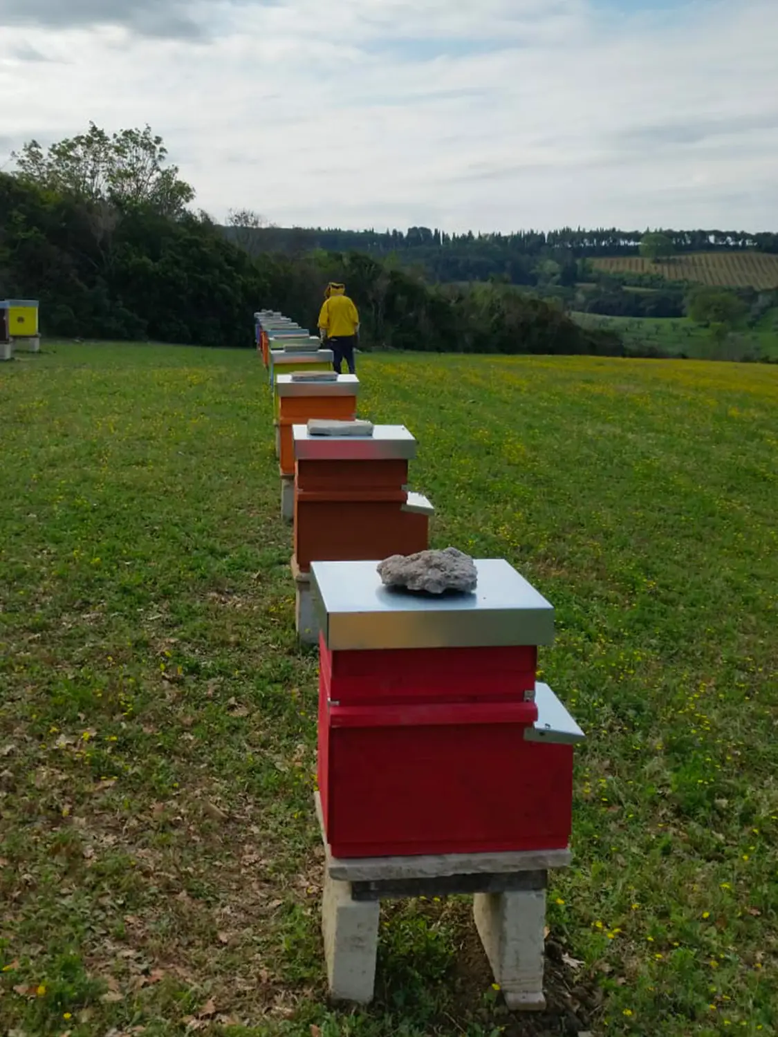 Azienda Agricola Il Cerreto