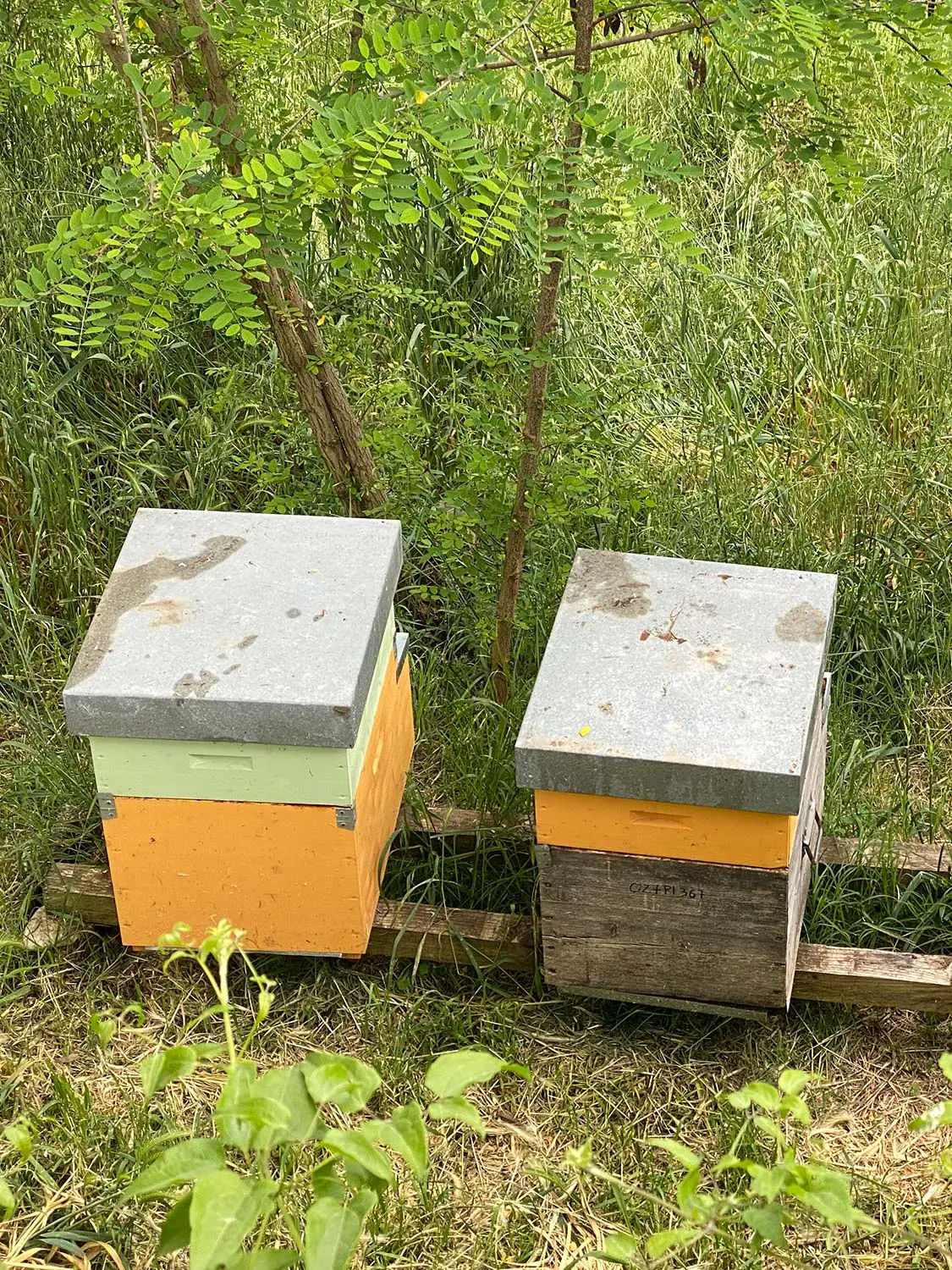 Azienda Agricola Il Cerreto
