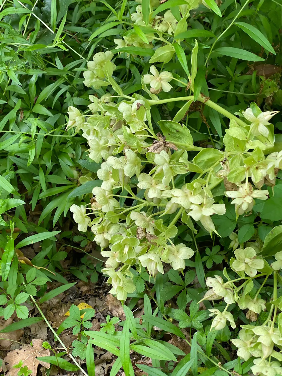 Azienda Agricola Il Cerreto