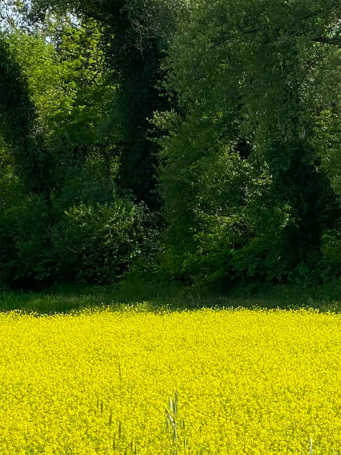 Azienda Agricola Il Cerreto