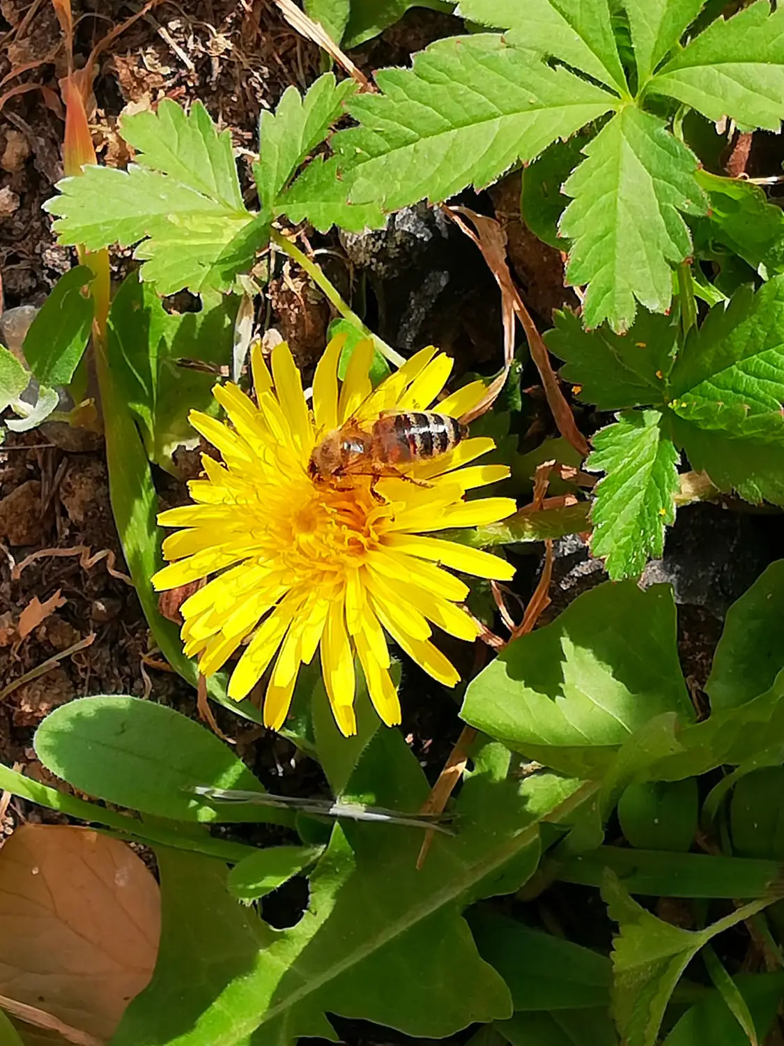 Azienda Agricola Il Cerreto