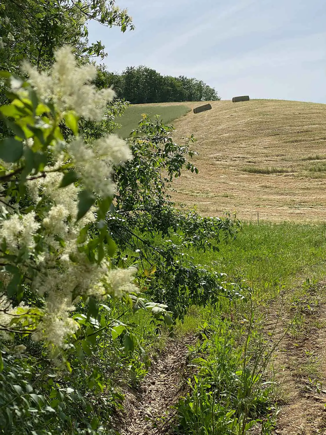 Bio Agriturismo Il Cerreto
