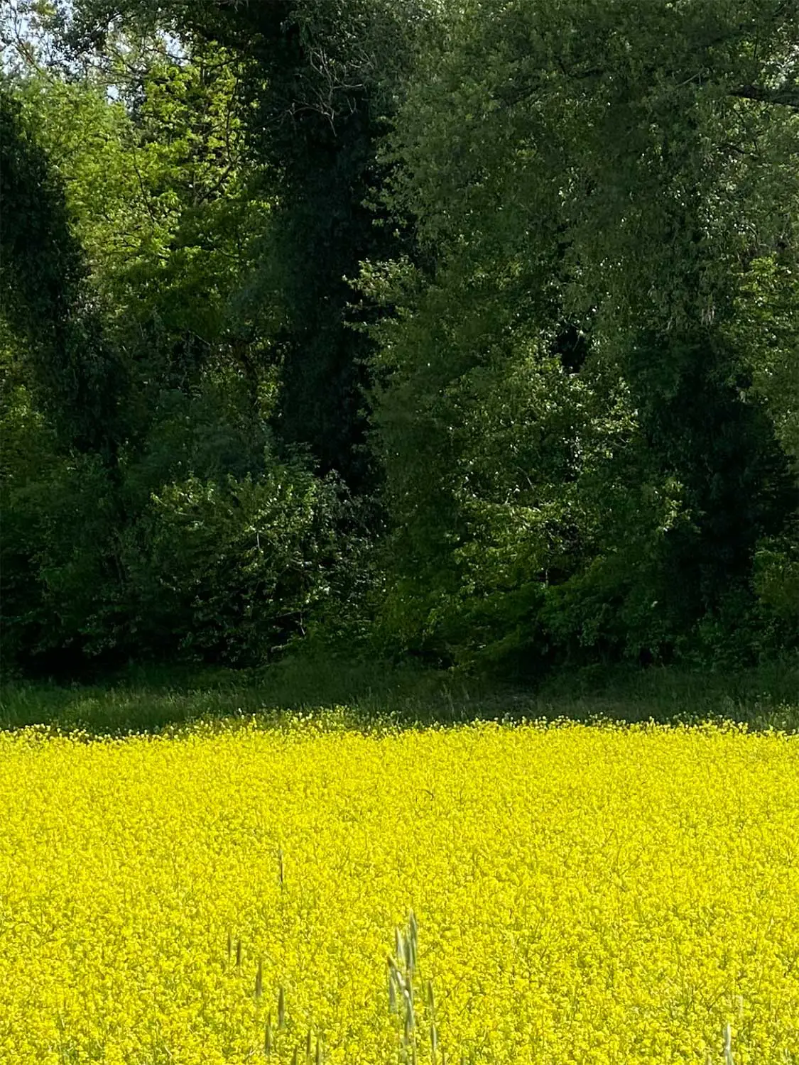 Bio Agriturismo Il Cerreto