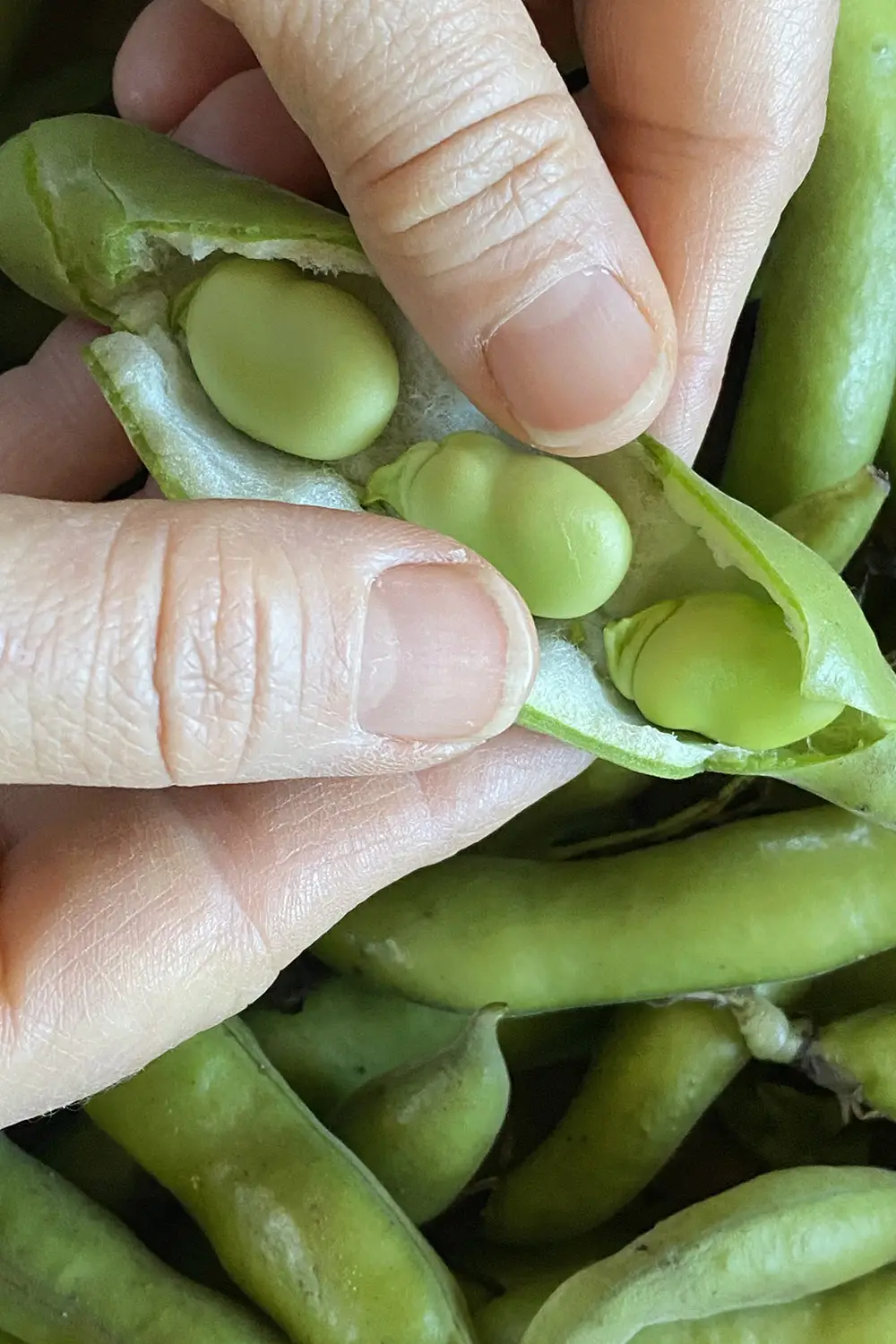 Azienda Agricola Il Cerreto