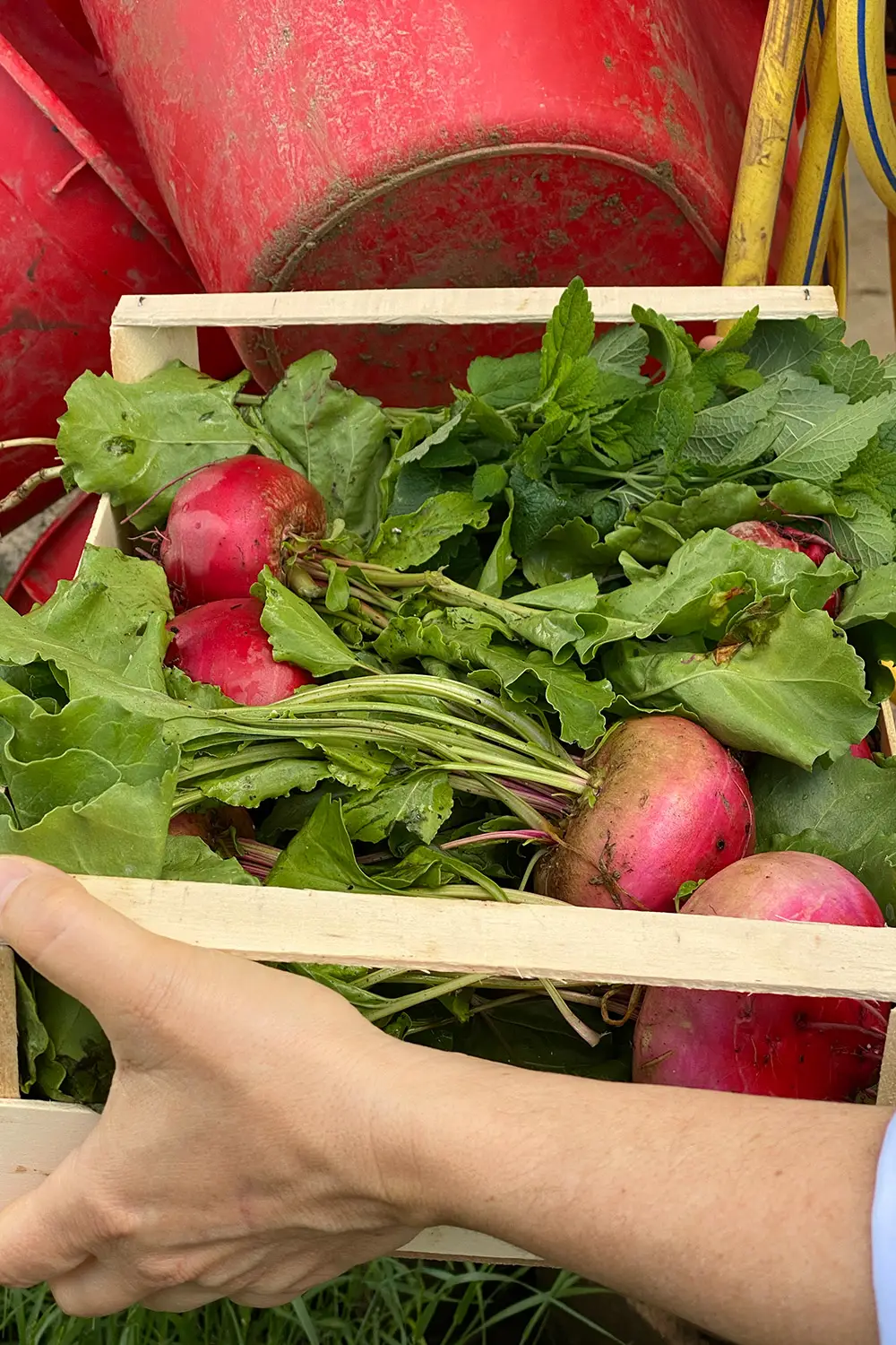 Azienda Agricola Il Cerreto