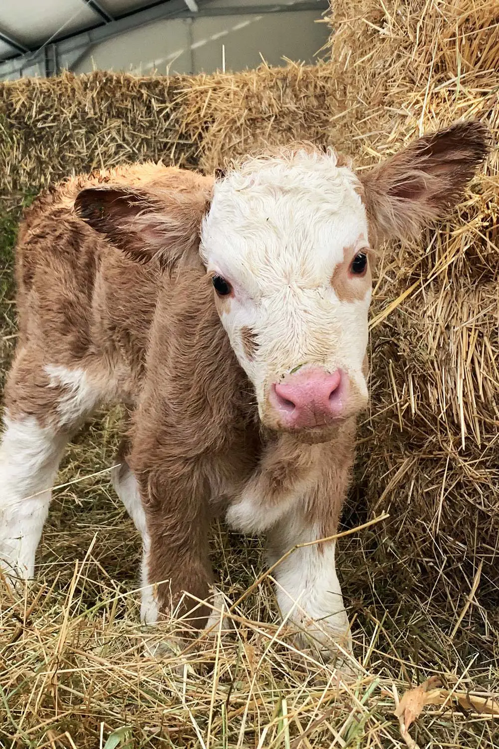 Azienda Agricola Il Cerreto