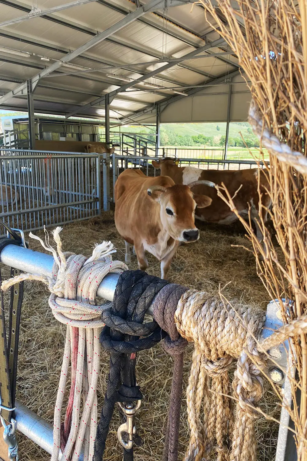 Azienda Agricola Il Cerreto