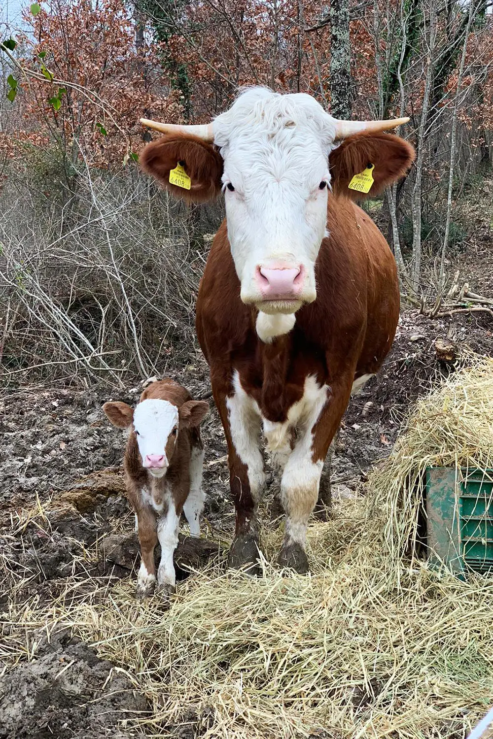Azienda Agricola Il Cerreto