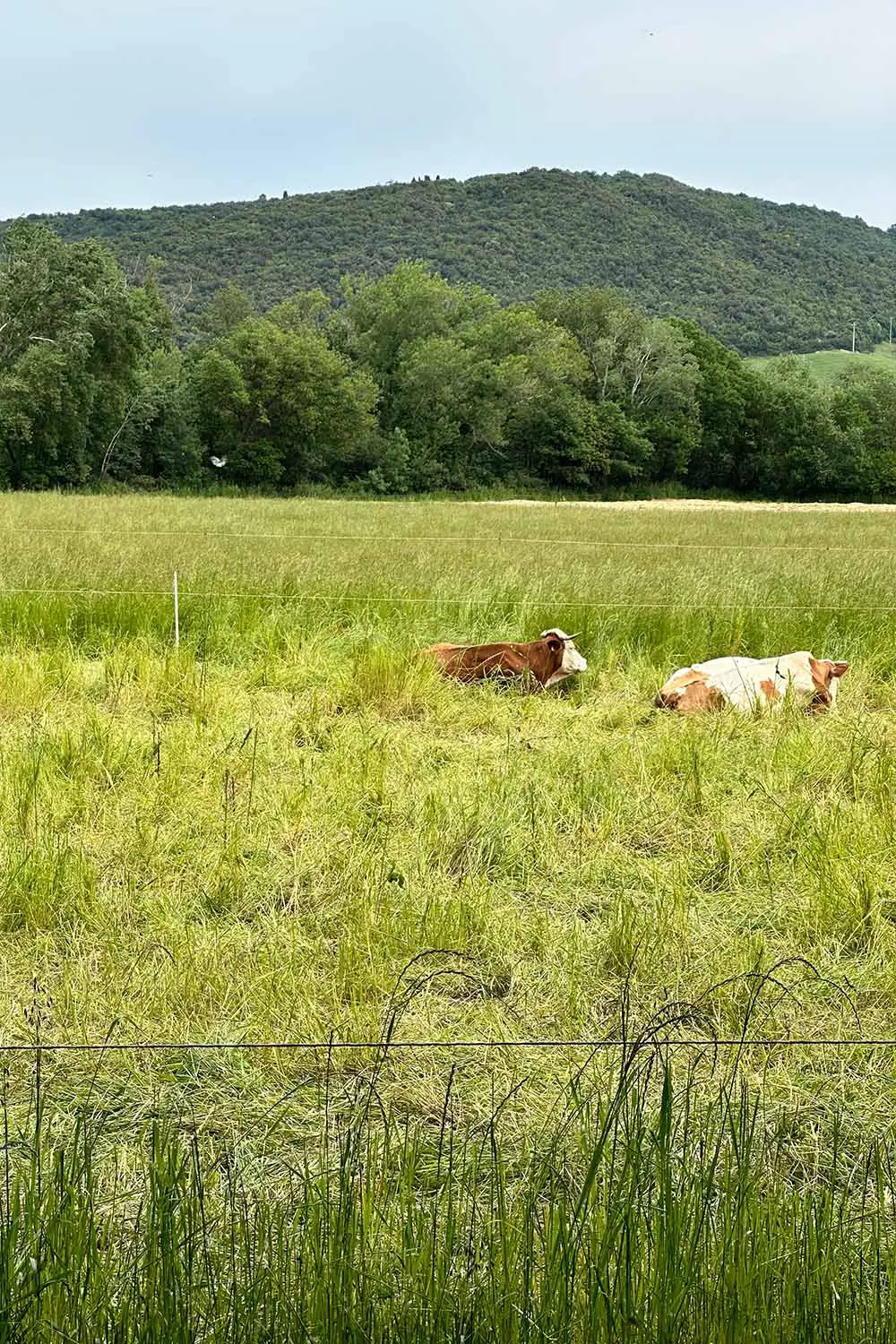 Azienda Agricola Il Cerreto