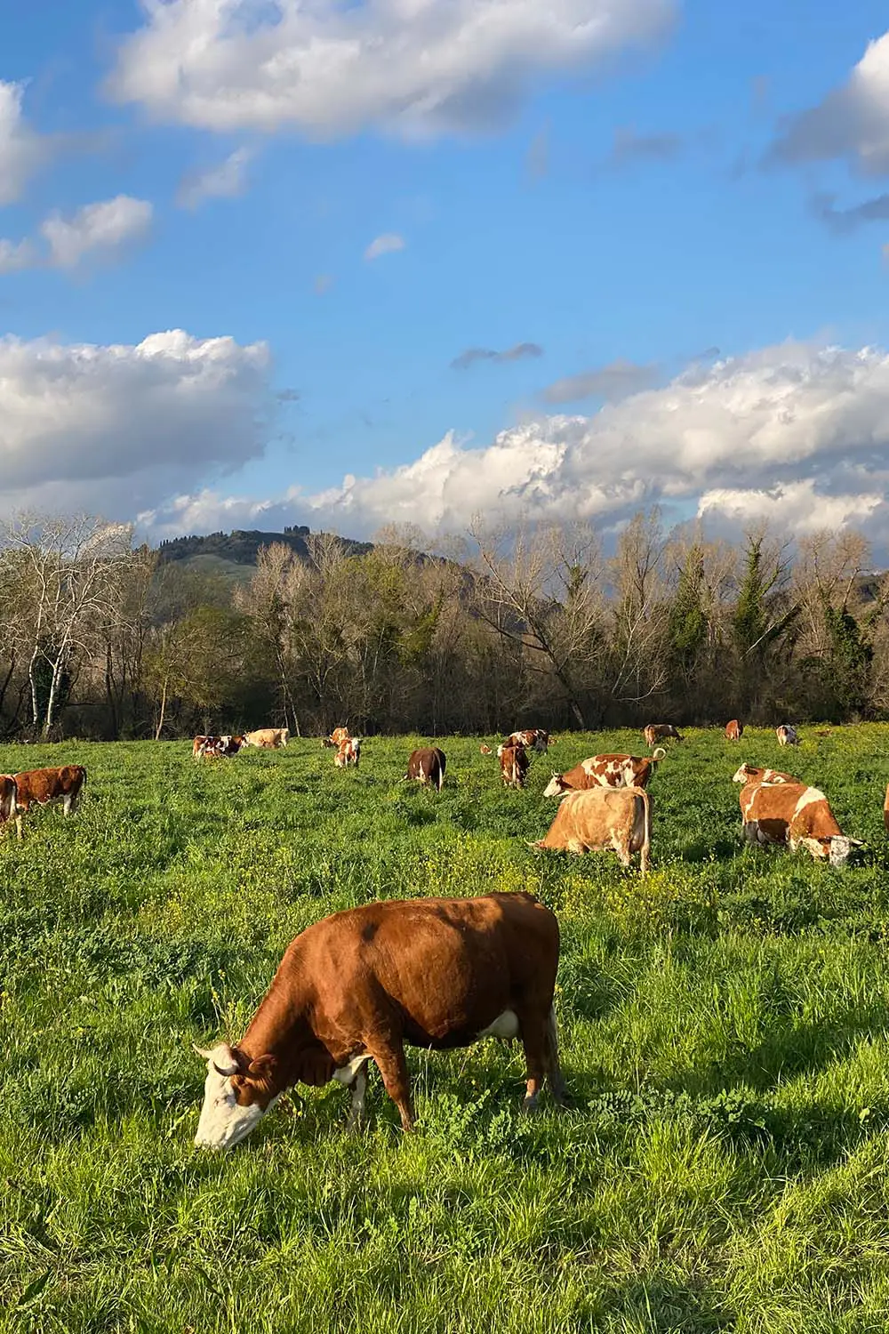 Azienda Agricola Il Cerreto