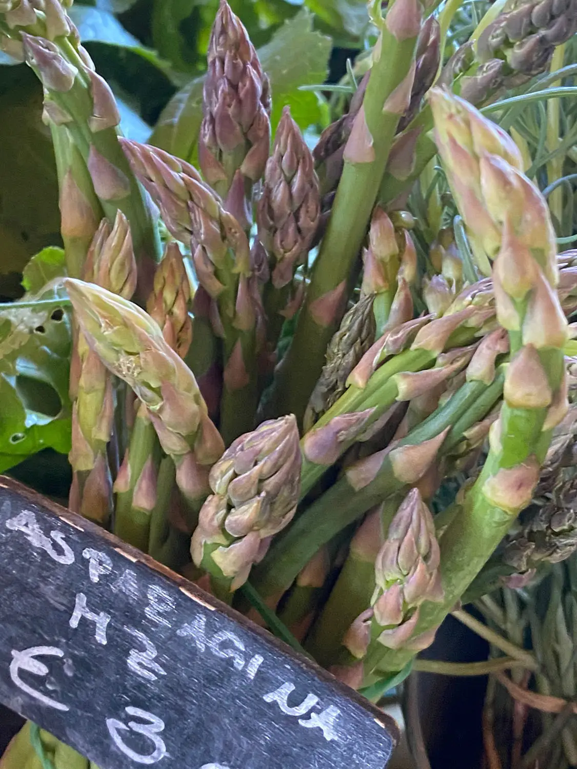 Azienda Agricola Il Cerreto