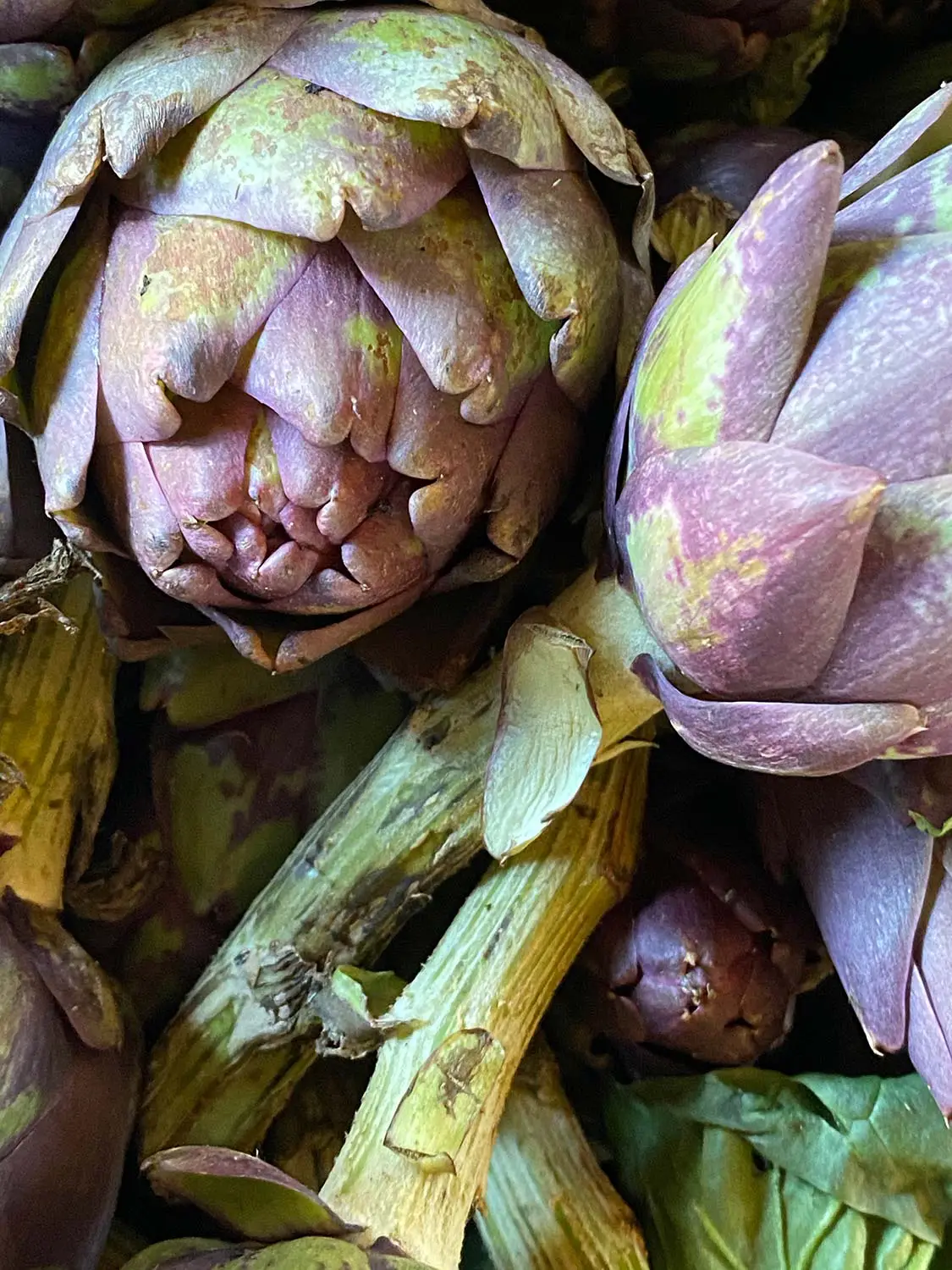 Azienda Agricola Il Cerreto