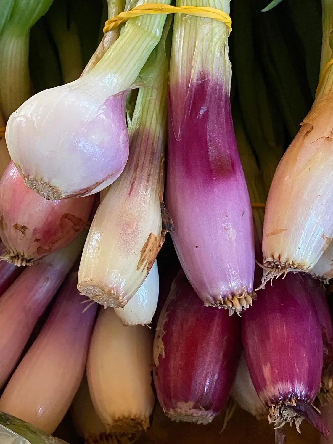 Azienda Agricola Il Cerreto