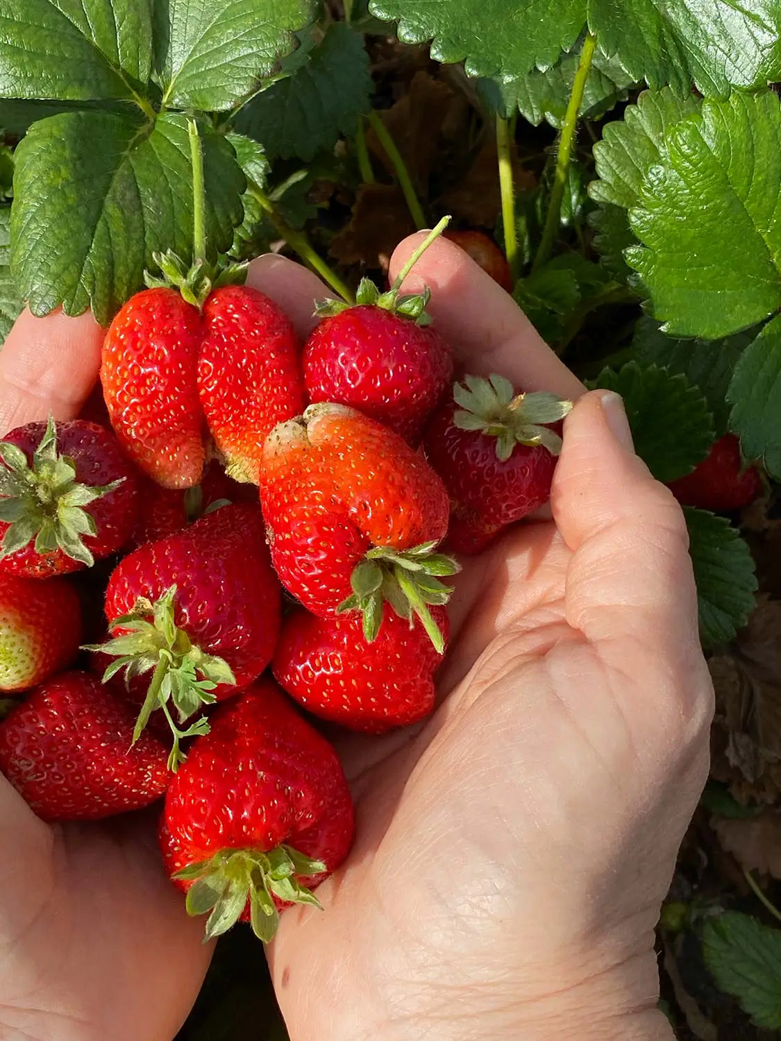 Azienda Agricola Il Cerreto