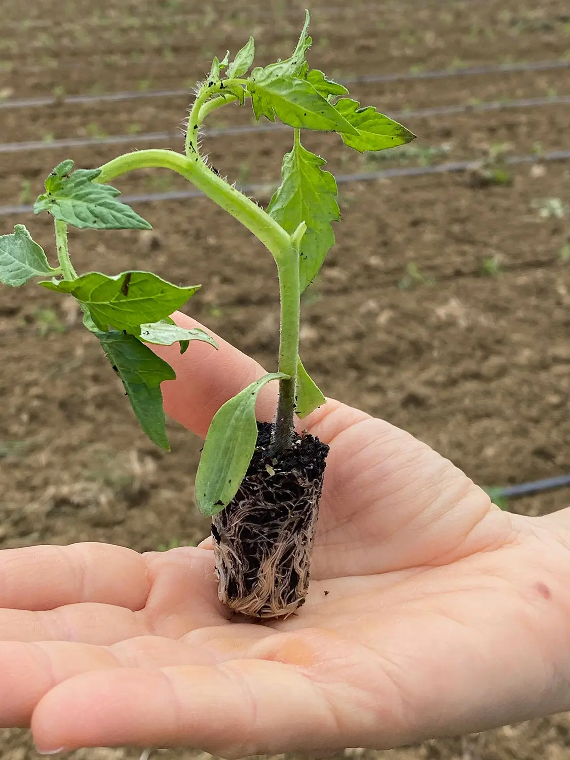 Azienda Agricola Il Cerreto