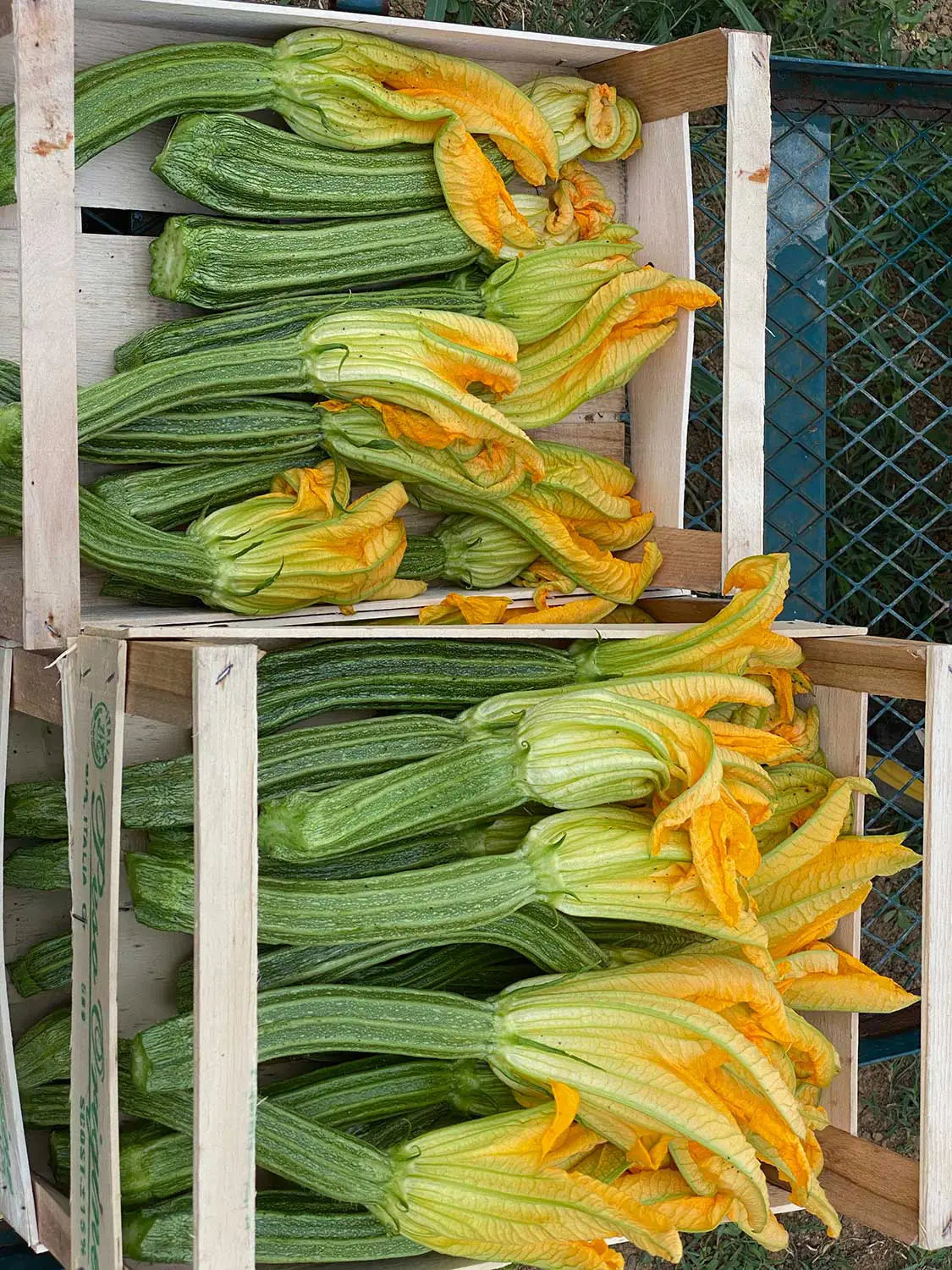 Azienda Agricola Il Cerreto