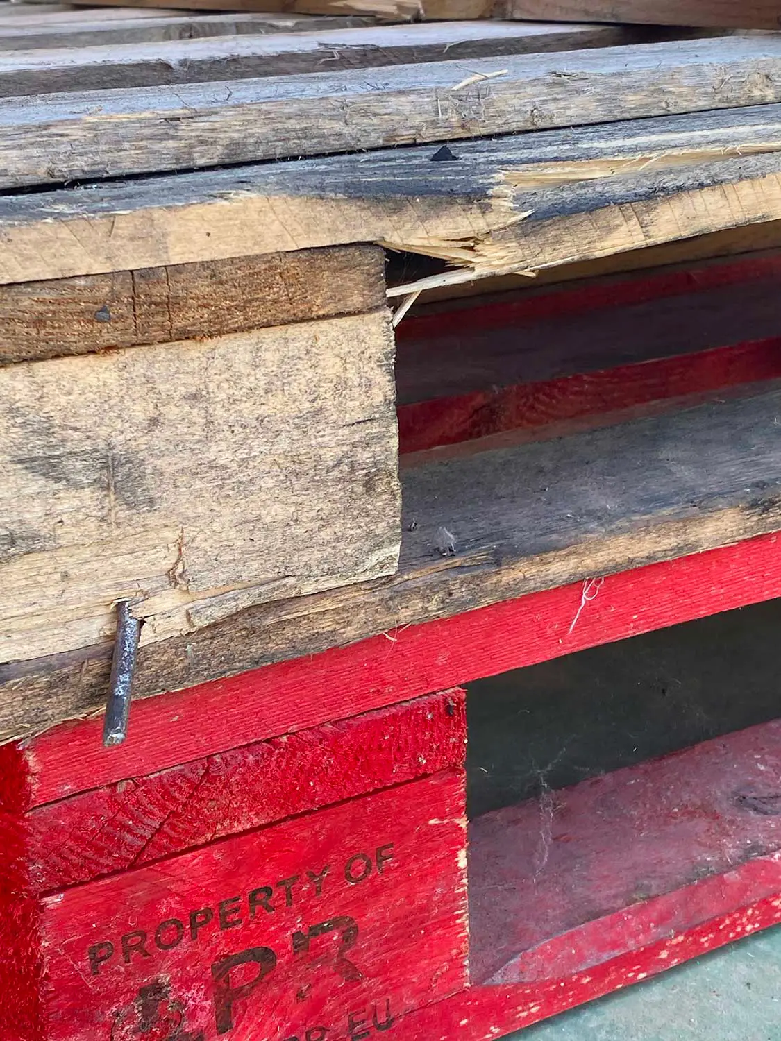 Azienda Agricola Il Cerreto