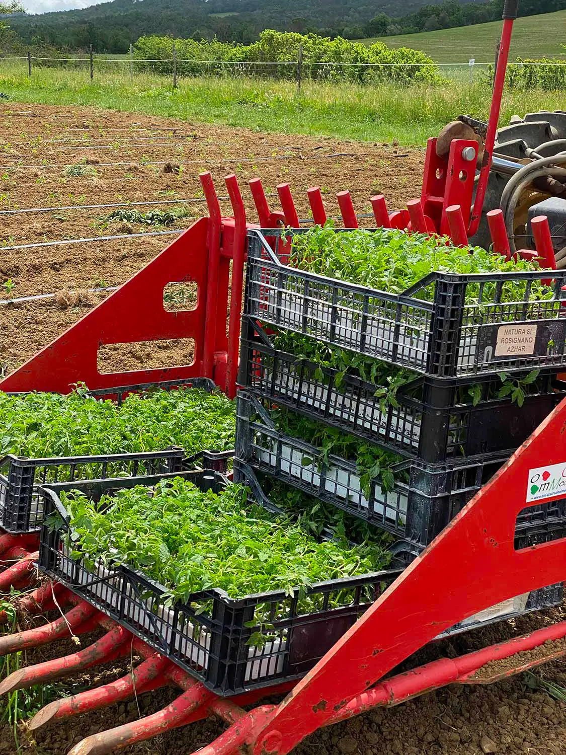 Azienda Agricola Il Cerreto