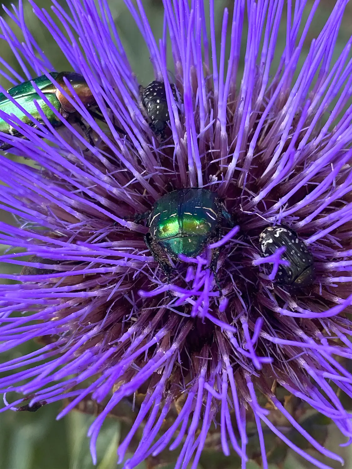 Azienda Agricola Il Cerreto