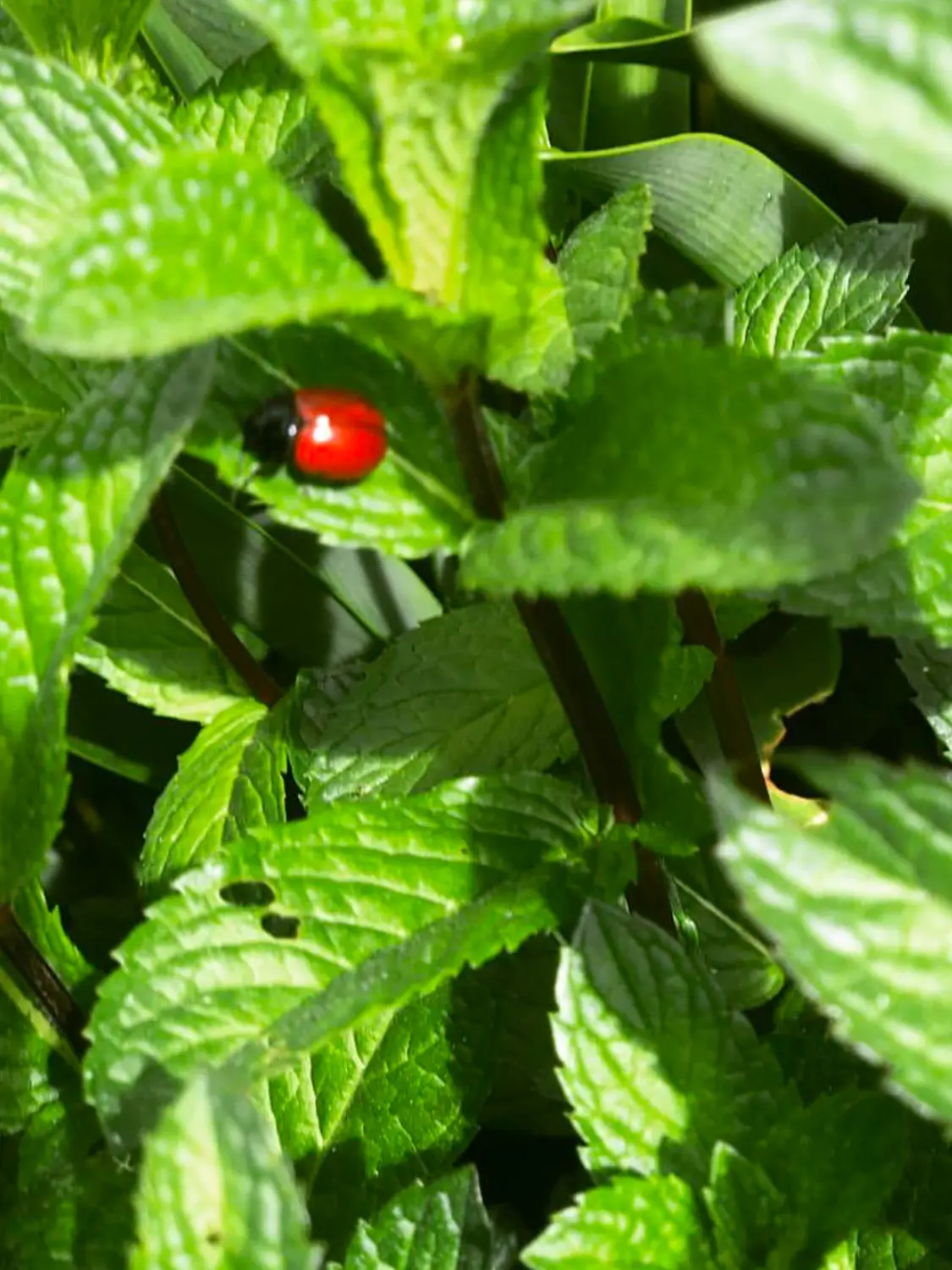 Azienda Agricola Il Cerreto