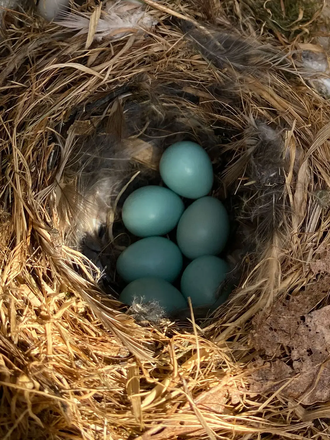 Azienda Agricola Il Cerreto