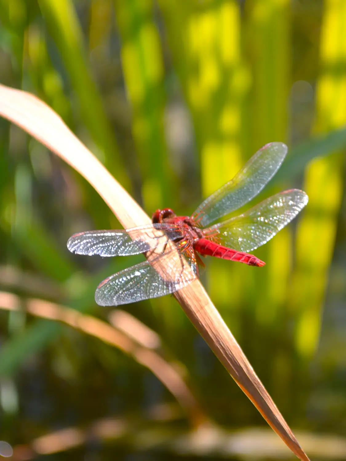 Azienda Agricola Il Cerreto