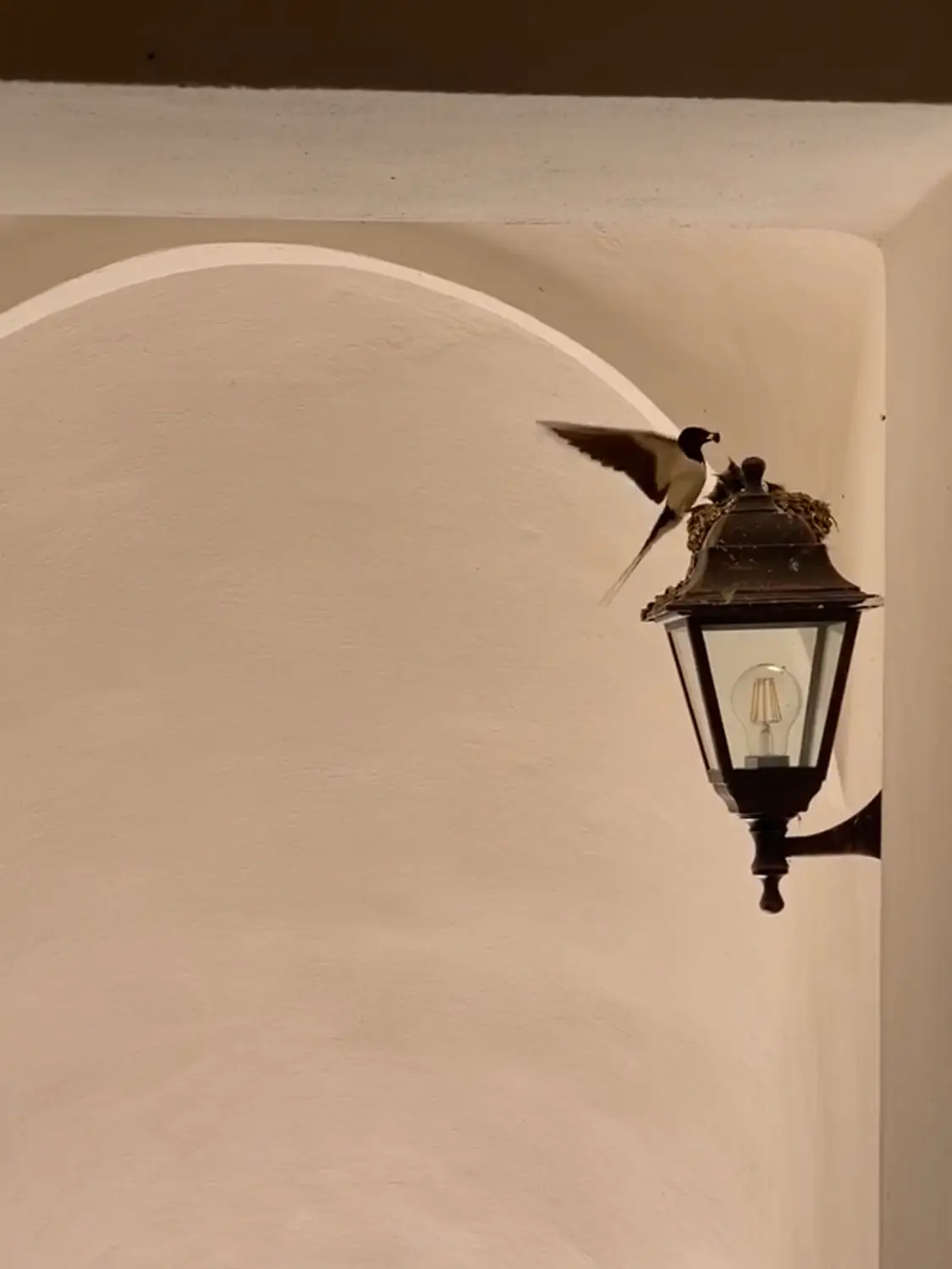 Azienda Agricola Il Cerreto