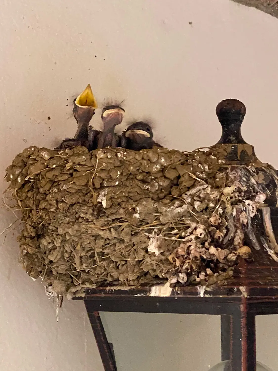 Azienda Agricola Il Cerreto